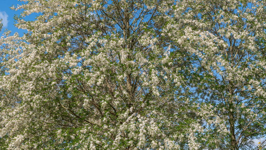 Robinia pseudoacacia 'Semperflorens' pienne