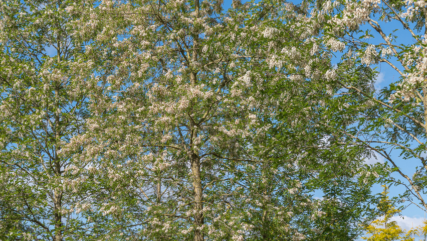 Robinia pseudoacacia 'Semperflorens' pienne