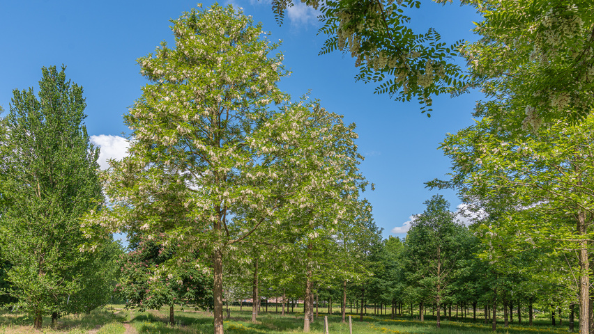 Robinia pseudoacacia 'Semperflorens' pienne