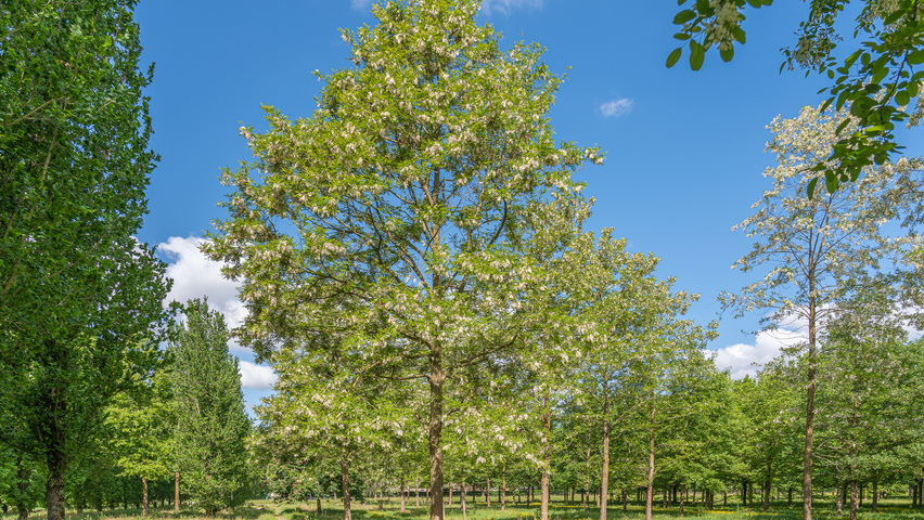 Robinia pseudoacacia 'Semperflorens' pienne