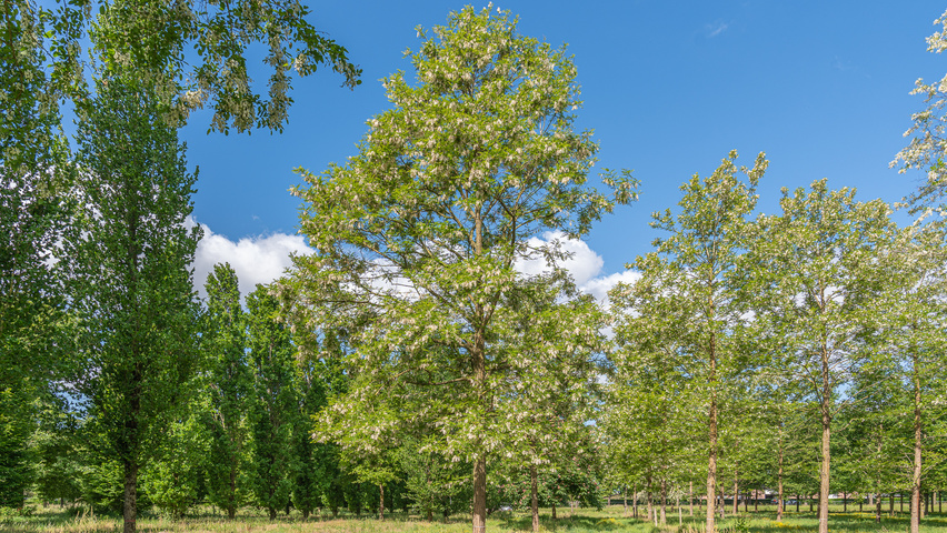 Robinia pseudoacacia 'Semperflorens' pienne