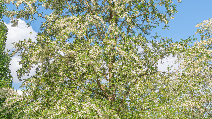Robinia pseudoacacia 'Semperflorens' pienne