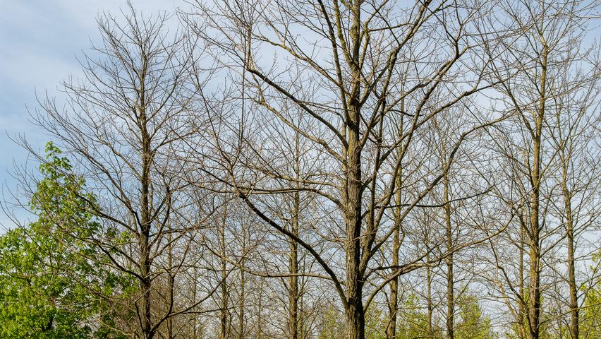 Robinia pseudoacacia 'Semperflorens' pienne