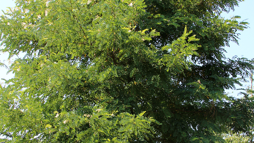 Robinia pseudoacacia 'Semperflorens' Деревья с высоким стволом (стандарт)