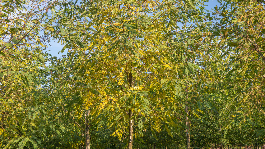 Robinia pseudoacacia 'Semperflorens' pienne