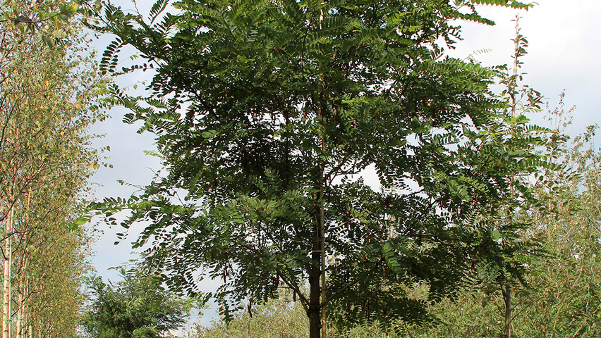 Robinia pseudoacacia 'Semperflorens' Деревья с высоким стволом (стандарт)