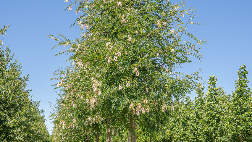 Robinia pseudoacacia 'Semperflorens' pienne