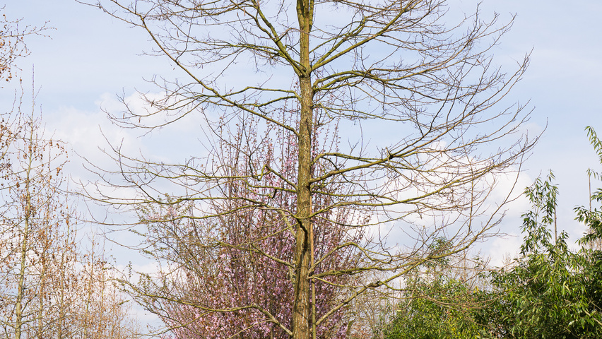 Robinia pseudoacacia 'Semperflorens' pienne