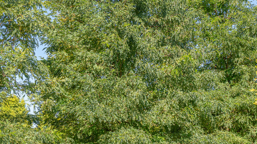 Robinia pseudoacacia 'Semperflorens' pienne