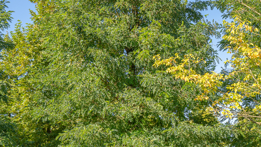 Robinia pseudoacacia 'Semperflorens' pienne
