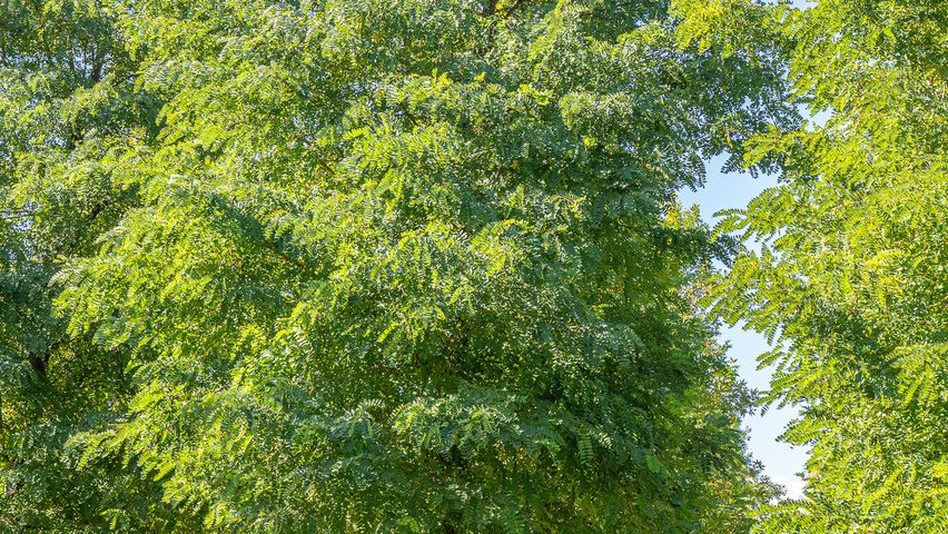 Robinia pseudoacacia 'Semperflorens' pienne