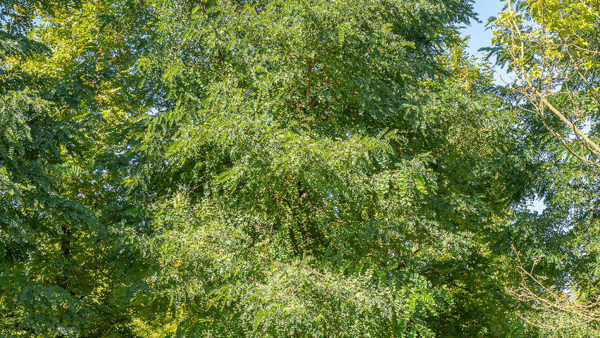 Robinia pseudoacacia 'Semperflorens' pienne