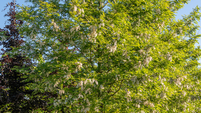 Robinia pseudoacacia 'Semperflorens' pienne