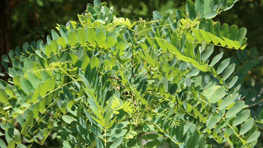 Robinia pseudoacacia 'Semperflorens' листья