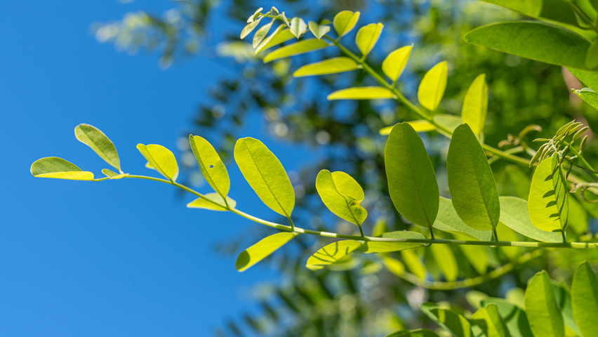 Robinia pseudoacacia 'Semperflorens' liście