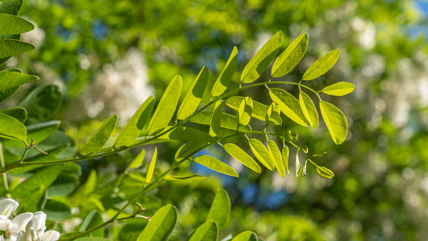 Robinia pseudoacacia 'Semperflorens' liście