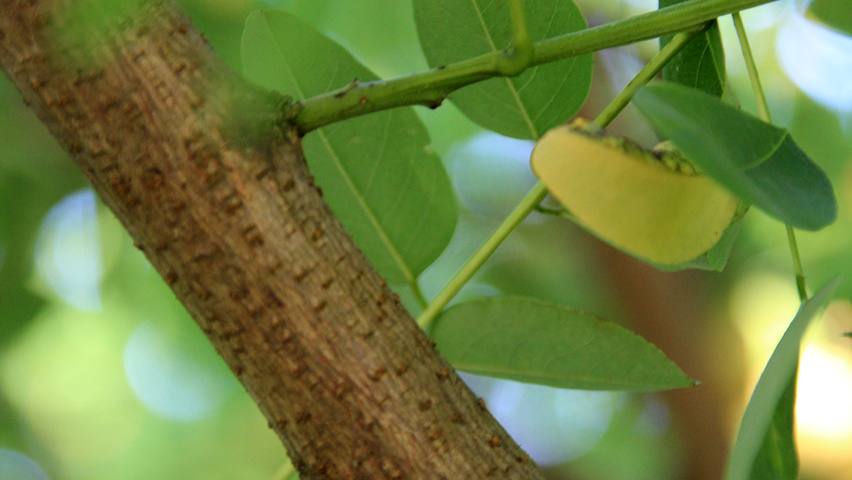 Robinia pseudoacacia 'Semperflorens' ветви