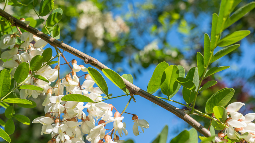 Robinia pseudoacacia 'Semperflorens' pędy
