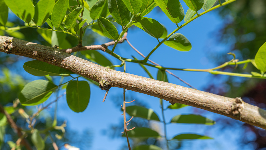 Robinia pseudoacacia 'Semperflorens' pędy
