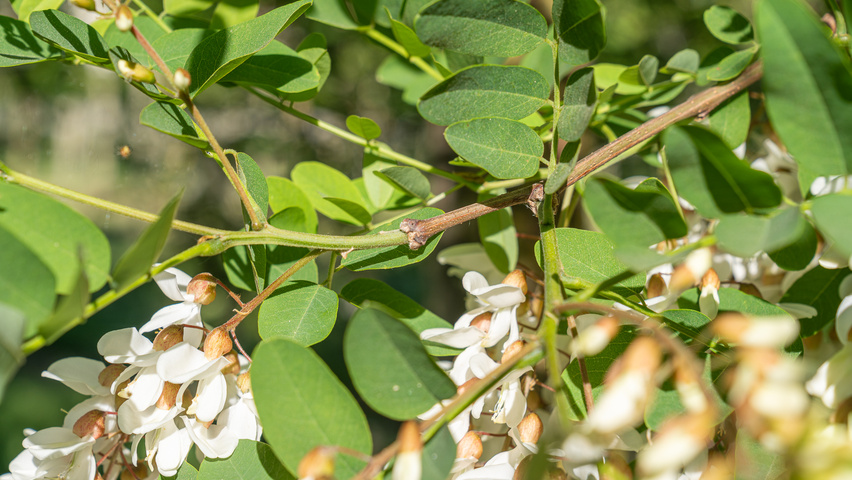 Robinia pseudoacacia 'Semperflorens' pędy