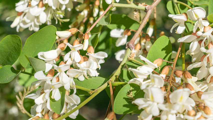 Robinia pseudoacacia 'Semperflorens' pędy