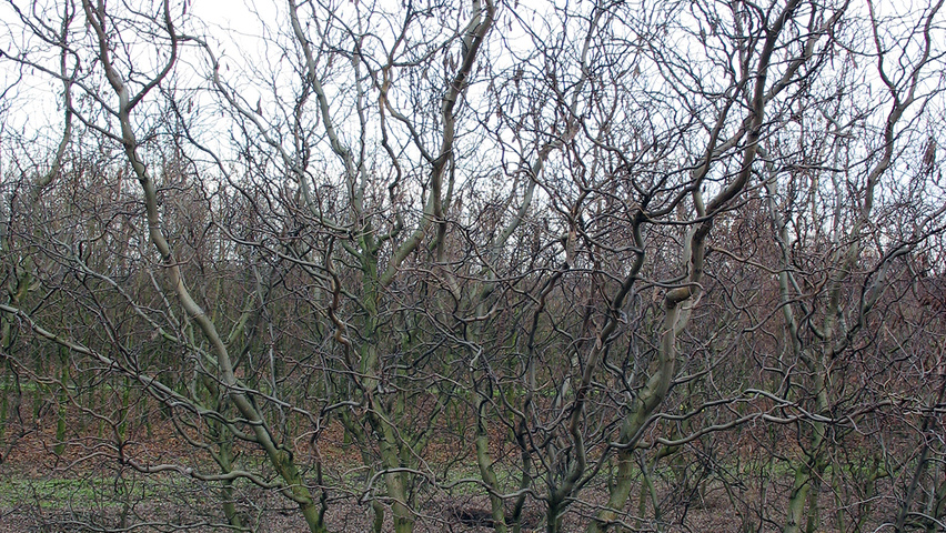 Robinia pseudoacacia 'Tortuosa' multi-troncs