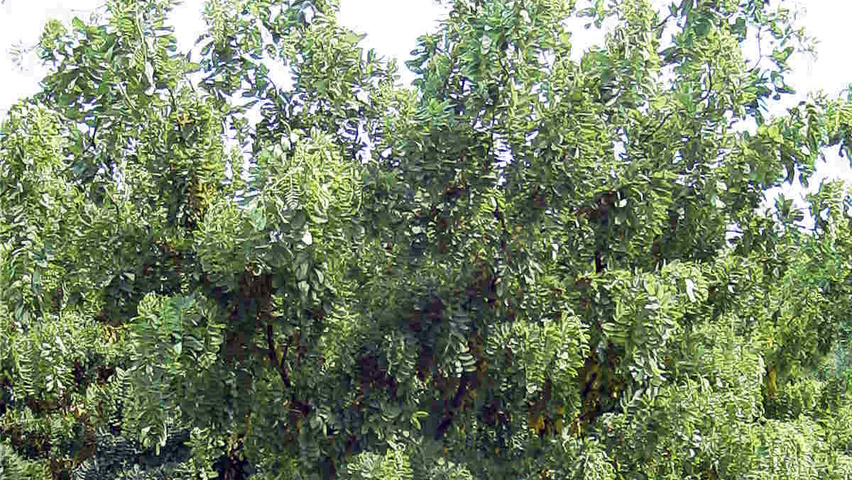 Robinia pseudoacacia 'Tortuosa' arbustes solitaires