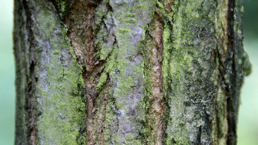Robinia pseudoacacia 'Umbraculifera' Rinden