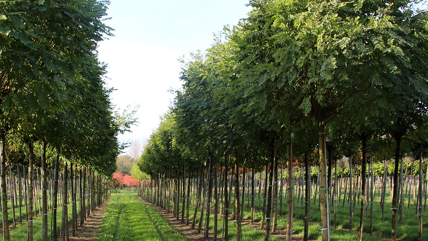Robinia pseudoacacia 'Umbraculifera' Kugel