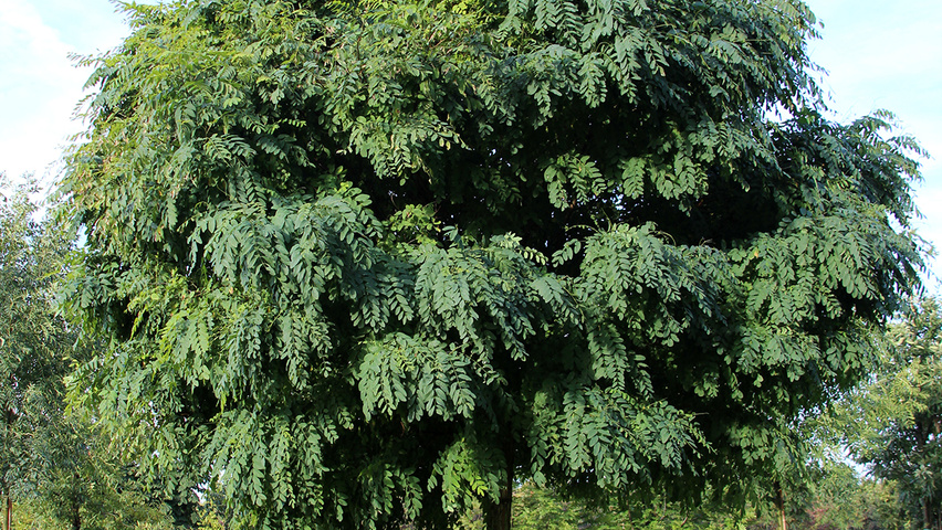 Robinia pseudoacacia 'Umbraculifera' hochstämmig