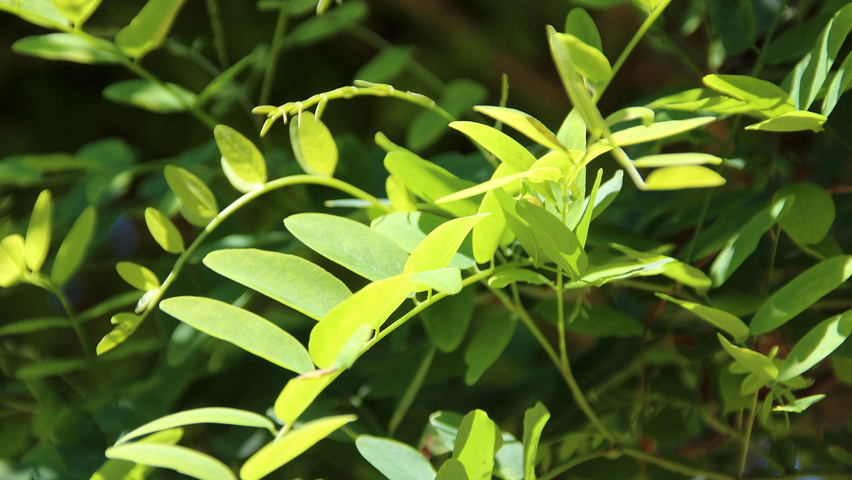Robinia pseudoacacia 'Umbraculifera' Blatt