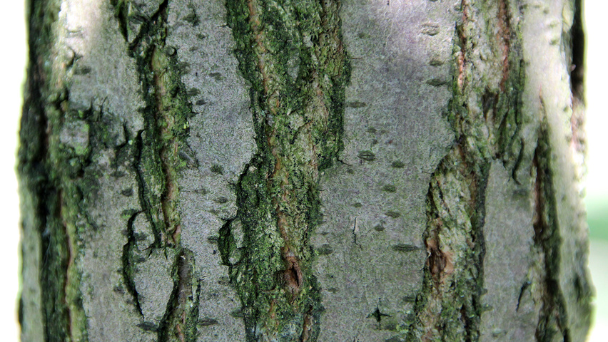 Robinia pseudoacacia 'Unifoliola' bast