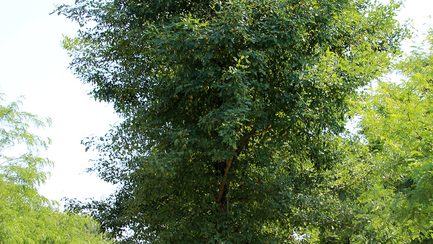 Robinia pseudoacacia 'Unifoliola' hoogstam