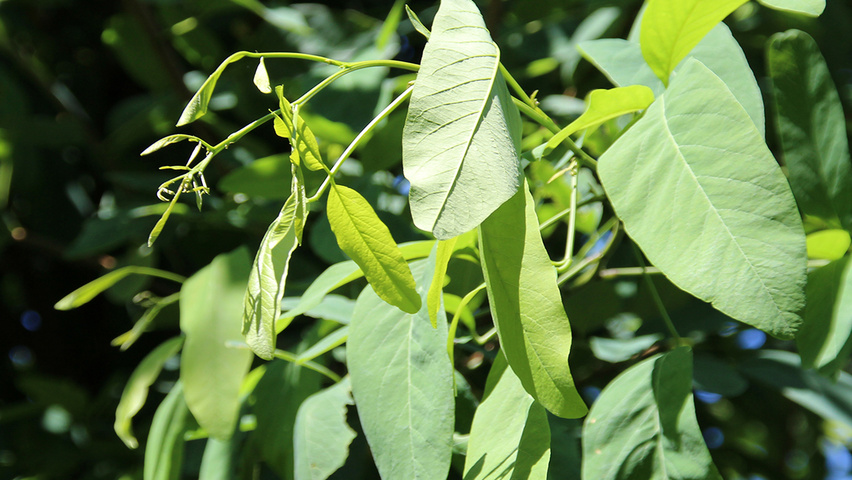 Robinia pseudoacacia 'Unifoliola' blad
