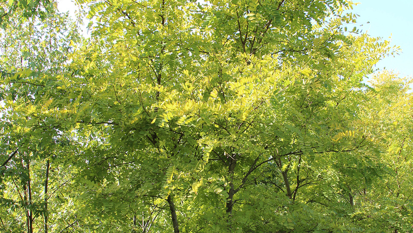 Robinia pseudoacacia 'Unifoliola' meerstammig
