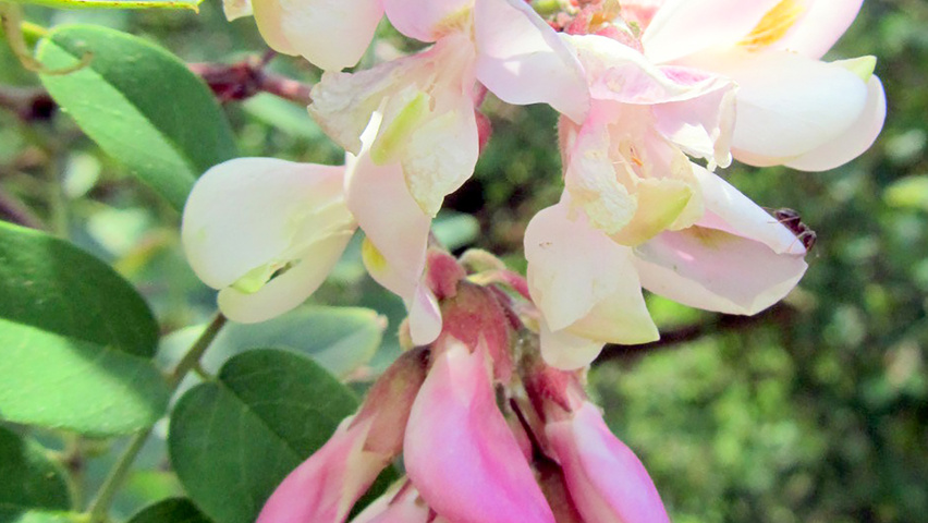 Robinia viscosa fleurs