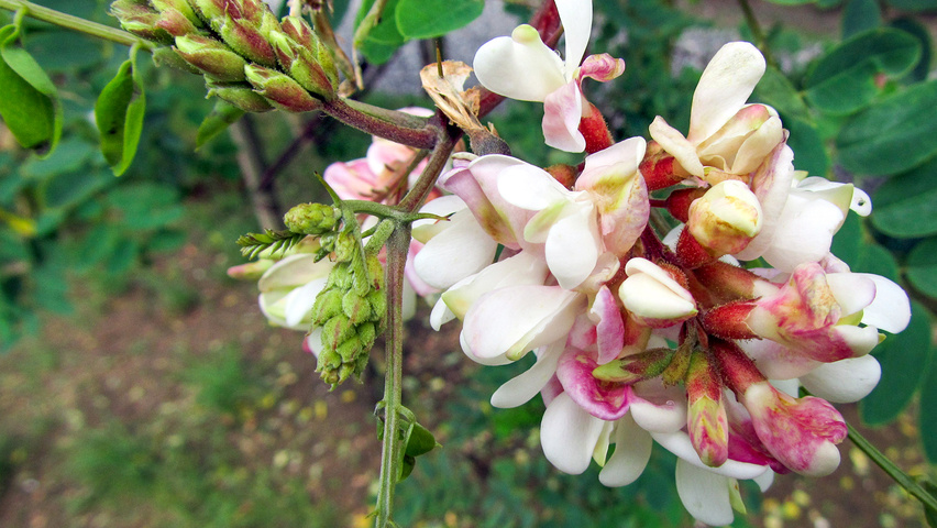 Robinia viscosa fleurs