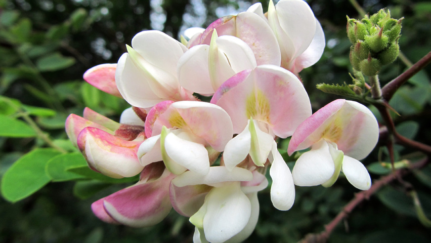 Robinia viscosa fleurs