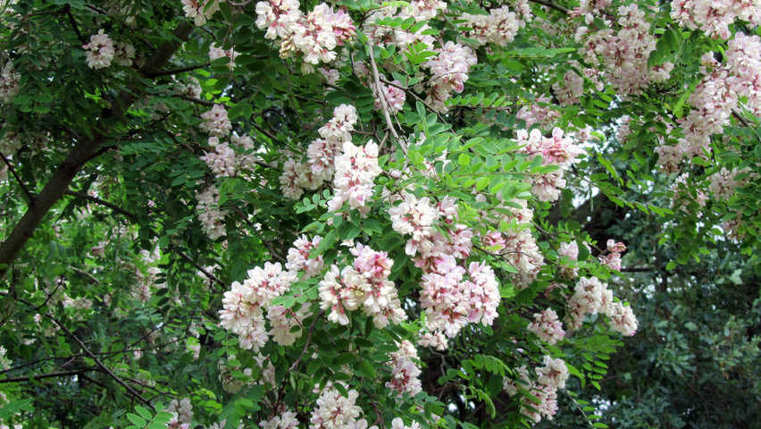 Robinia viscosa fleurs