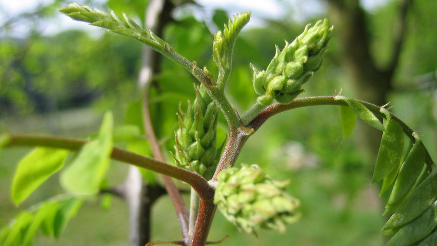 Robinia viscosa fleurs