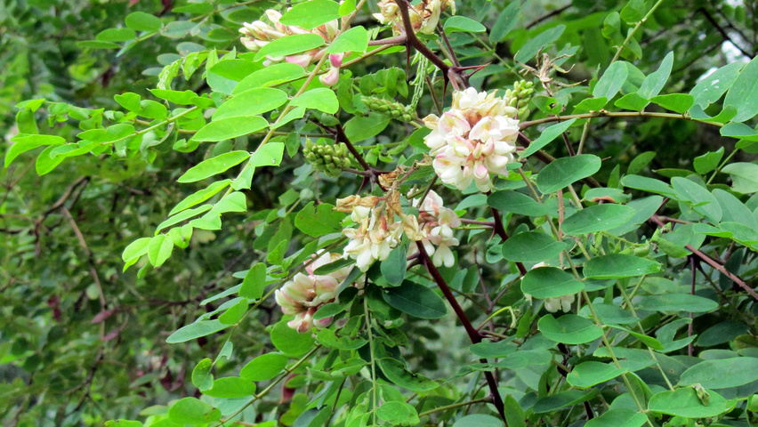 Robinia viscosa Feuilles