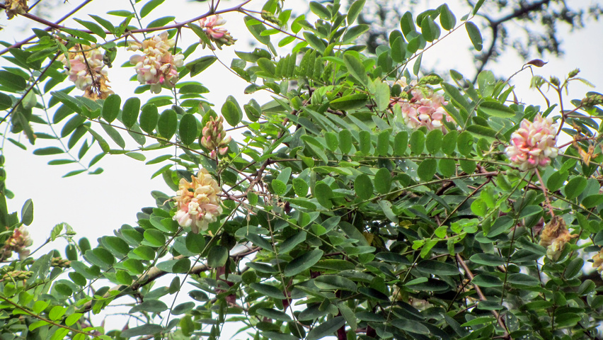 Robinia viscosa Feuilles