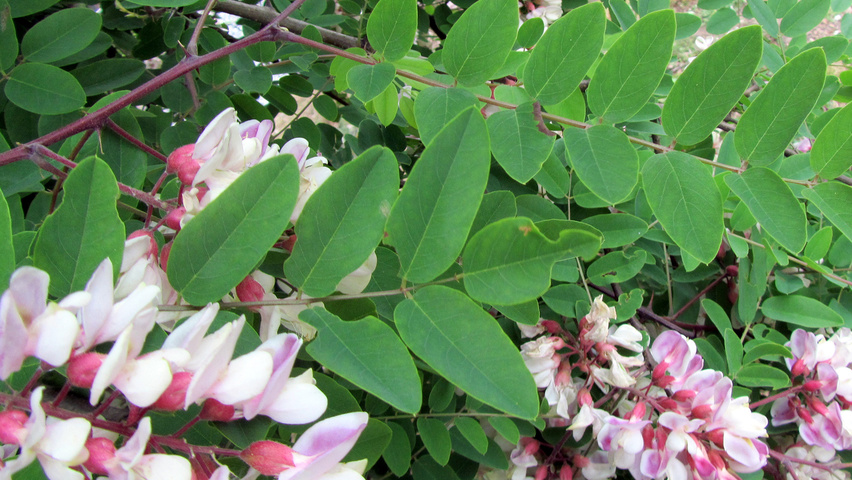 Robinia viscosa Feuilles