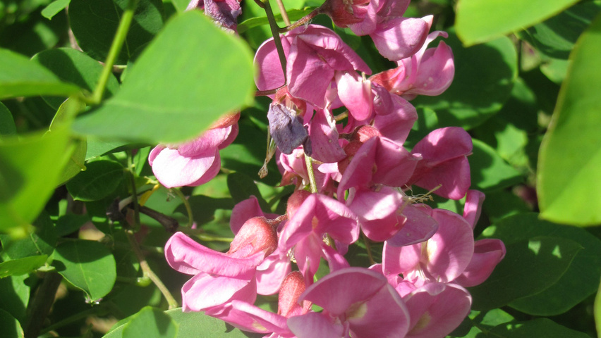Robinia x margaretta 'Pink Cascade' Blumen