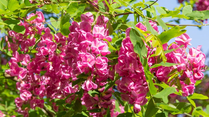 Robinia x margaretta 'Pink Cascade' Blumen