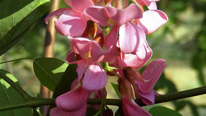 Robinia x margaretta 'Pink Cascade' Blumen