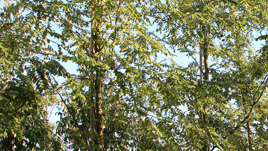 Robinia x margaretta 'Pink Cascade' hochstämmig