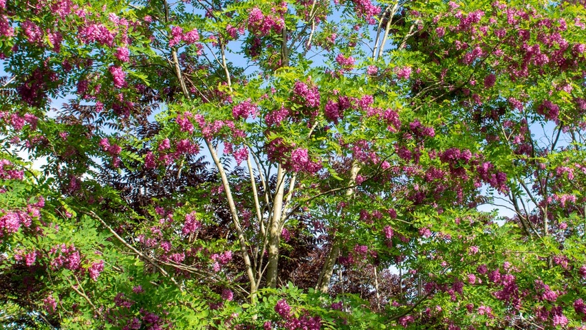Robinia x margaretta 'Pink Cascade' mehrstämmige