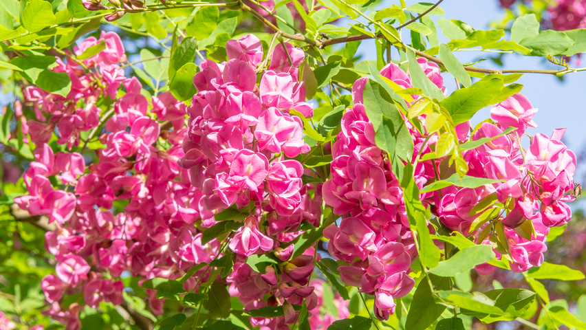 Robinia x margaretta 'Pink Cascade' bloem