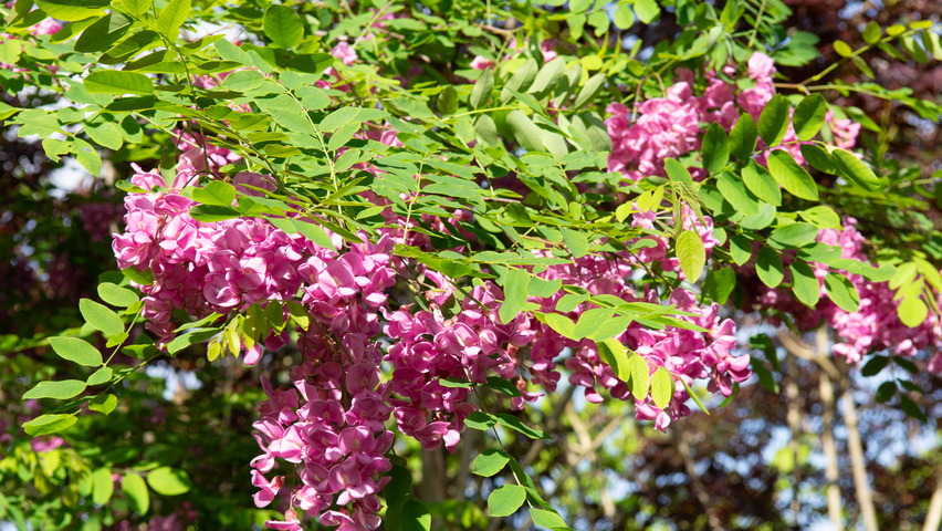 Robinia x margaretta 'Pink Cascade' bloem